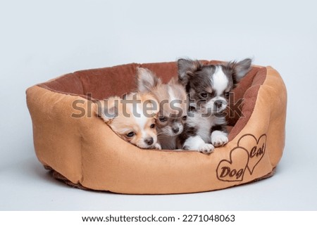 a group of chihuahua puppies sleeping on a dog bed on a white background