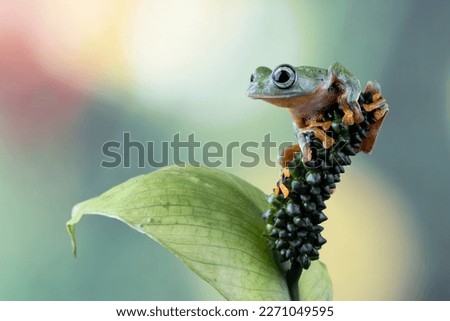 Tree frog on leaves, Gliding frog (Rhacophorus reinwardtii) sitting on branch, Javan tree frog on green leaf, Indonesian tree frog