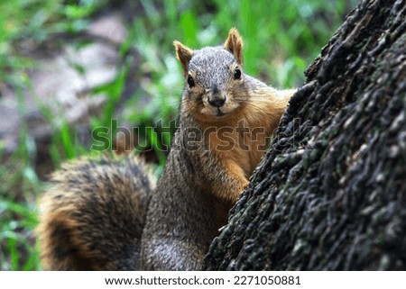 Fox squirrel (Sciurus niger) also known as the eastern fox squirrel or Bryant's fox squirrel, is the largest species of tree squirrel native to North America Royalty-Free Stock Photo #2271050881