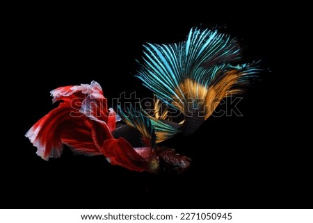 Two betta fish that are fighting each other in a tank
