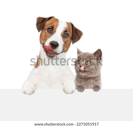 Licking itself pets looks above empty white banner. isolated on white background Royalty-Free Stock Photo #2271051917