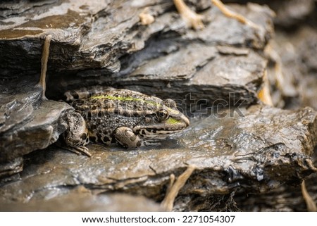 A green frog, Lithobates clamitans, rests on a cameo near a pond.