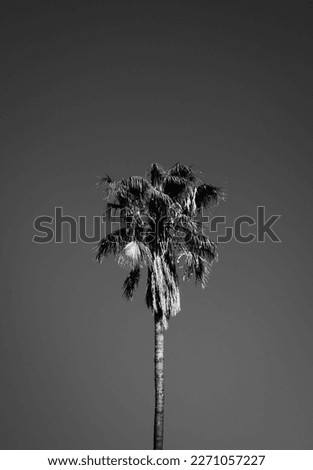 A minimal black and white palm tree