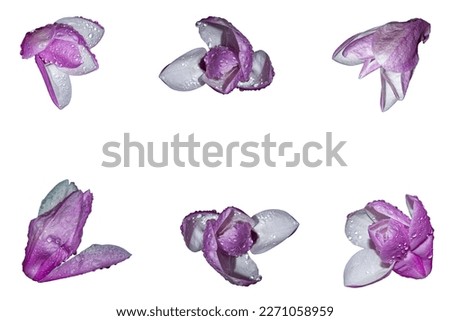 magnolia decor - background, wallpaper with magnolia flowers, isolated on white background magnolia flowers - card with magnolia flowers motif 