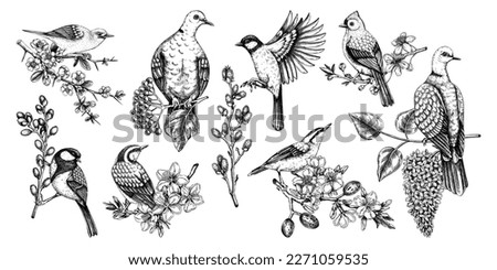 Spring garden compositions with birds, flowers, leaves, and blooming tree branches. Hand-drawn almond, willow, rowan, willow, and cherry blossom illustrations set. Natural sketches collection Royalty-Free Stock Photo #2271059535