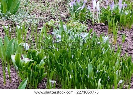 beautiful flowering plants white scilla sect, chionodoxa in the spring evening city flower bed near the house. background for designer, artist, screensaver, desktop, wallpaper