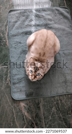 Snow Lynx Bengal cat breed laying on a turquoise bath mat in a green  bathroom interior