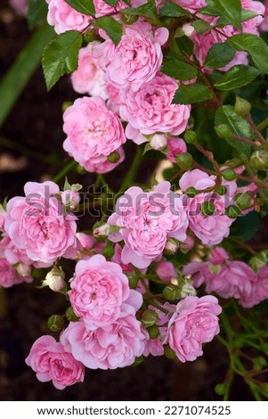 A mass of small pink double flowers and green buds of the polyantha rose The Fairy or Feerie, Perle Rose in the shade of the garden.