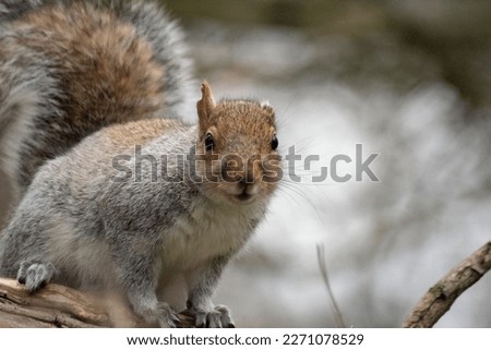 a squirrel missing an ear looks straight at the camera 