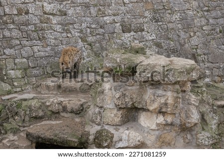 Hyena waiting for prey in stone ruins. Belgrade Zoo