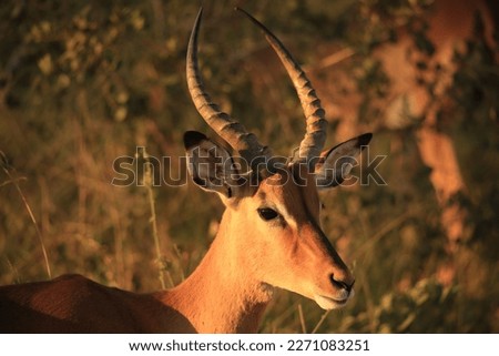 potrait picture of a impala gazelle during sunset