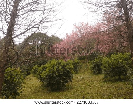 The view of beautiful cherry forest with blossom on the hillside in Sanxia in New Taipei City in Taiwan