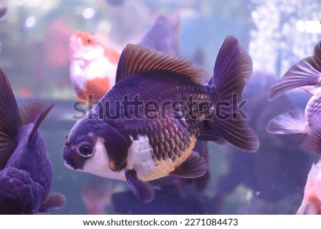 An Black golden fish which has little gold fish scale. (Original picture no edited)