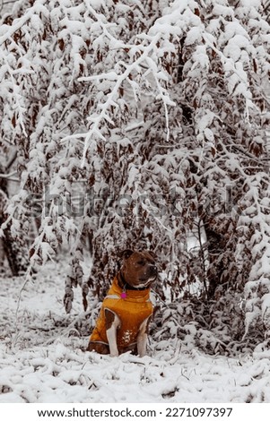 Brindle American Staffordshire Terrier sits in a yellow vest. Amstaff on the background of a snow-covered tree. Winter photo portrait
