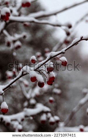 Red berries on branches under a layer of snow. Falling snow, snowy , macro photography. Winter photo, wallpaper