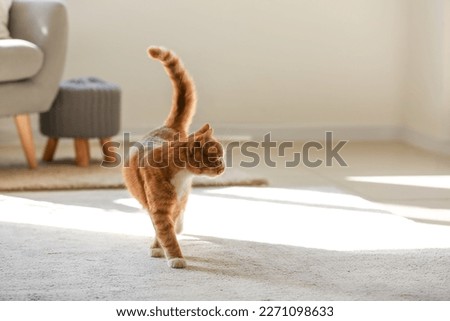 Cute red cat on carpet in living room Royalty-Free Stock Photo #2271098633