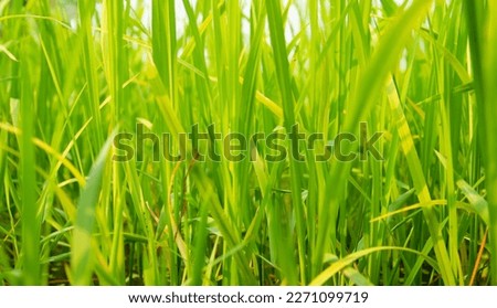 Young green rice stalks lit by sunlight