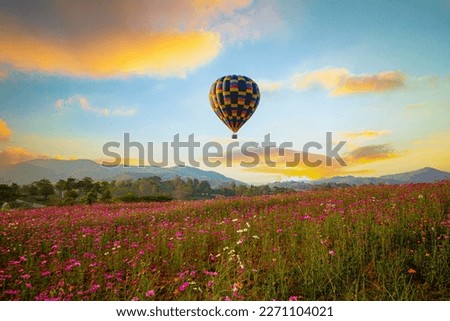 Views of flower fields and beautiful balloons in the sky,The beautiful landscape of the flower field, the sunset, and the balloon floating in the sky