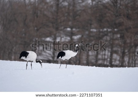 Two red-crowned cranes stand in the snow looking for food. Scenery of wild bird life in winter, Hokkaido, Japan. 2023