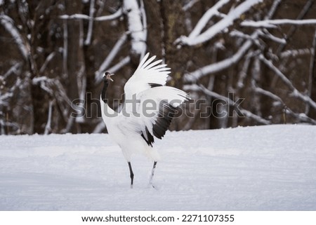 Red-crowned cranes dance lightly in the snow. Scenery of wild bird life in winter, Hokkaido, Japan. 2023
