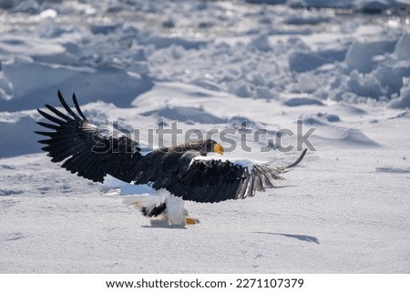 Steller's sea eagle spread its wings and landed on the snow. Haliaeetus pelagicus. Scenery of wild bird life in winter, Hokkaido, Japan. 2023