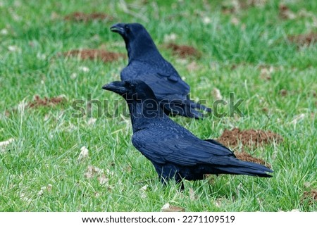 Raven (Corvus corax) Adult bird standing on grass.