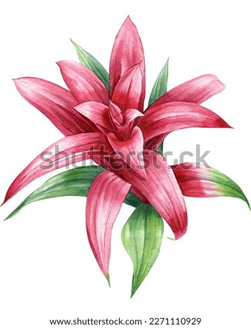 Tropical plant, Red flower on white background, Jungle watercolor hand drawing flora. Guzmania, Bromeliads