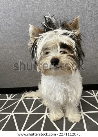My dog look like as Boris Johnson (Britain). This is biwer york, and his name is Deni. Royalty-Free Stock Photo #2271112075