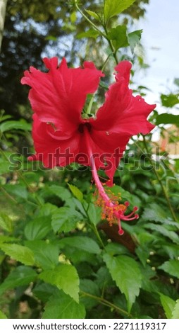 Beautiful Hibiscus flower in garden

