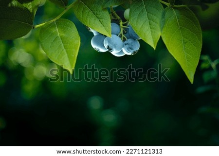 Blueberries - sweet, healthy berry fruit. Huckleberry bush. Blueberry ripe berries on the branch with leaves. Shallow depth of field. Food plantation - blueberry field, orchard. Royalty-Free Stock Photo #2271121313