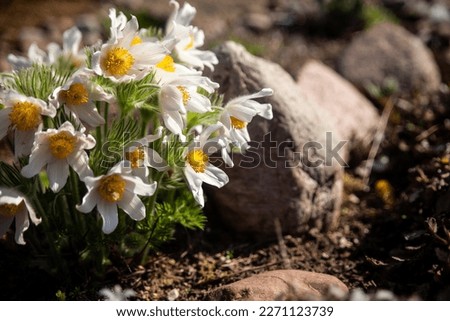Pasque flower, beautiful spring flowers, Pulsatilla vulgaris. Spring garden, first spring flowers Royalty-Free Stock Photo #2271123739