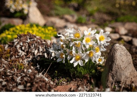Pasque flower, beautiful spring flowers, Pulsatilla vulgaris. Spring garden, first spring flowers Royalty-Free Stock Photo #2271123741