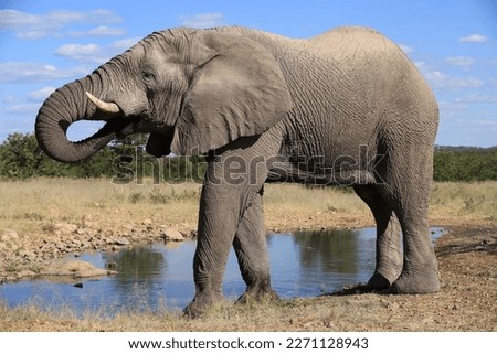 impressive african elephant next to a water hole in the bushlands of Namibia