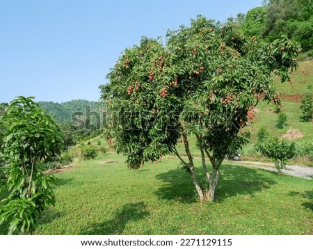 Small litchi tree on a meadow in northern THailand. Royalty-Free Stock Photo #2271129115