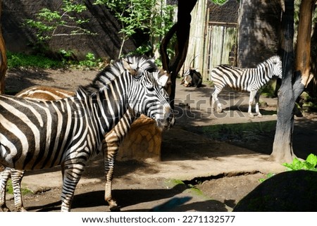 Selective focus of zebras who are relaxing in their cages.