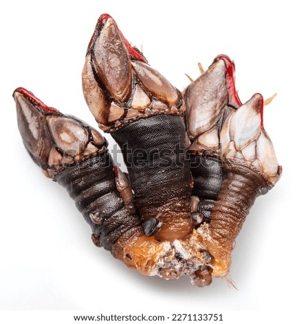 Raw goose barnacles close up isolated on white background. Delicacy food. Royalty-Free Stock Photo #2271133751