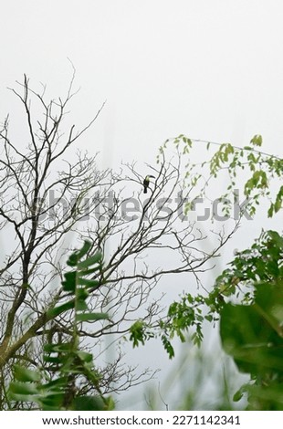 Channel-Billed Toucan Watching from Treetop in Trinidad