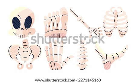 Skeletal human body part icons. Simple skull, foot, hand, rib cage, pelvis, arm, spine and leg. Illustration clip art vector. Human biology, body anatomy. Cartoon skeleton set. Vector illustration.