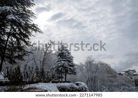 It exhibits a view in which the beauty of nature in winter is reflected in the best way. The sky covered with white clouds reflects the peaceful atmosphere of nature between snow -covered trees.