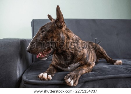 The English Bull Terrier portrait in a brindle color lies on the couch Royalty-Free Stock Photo #2271154937