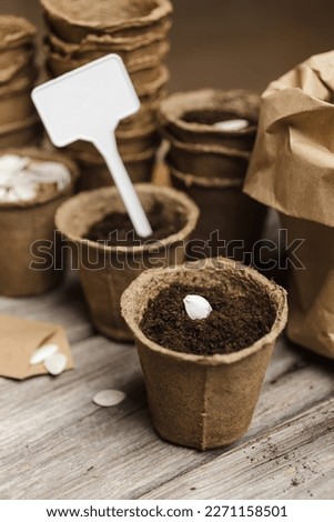 Planting pumpkin seeds in a biodegradable peat pot on wooden background. Empty sign with a place for the text inscription