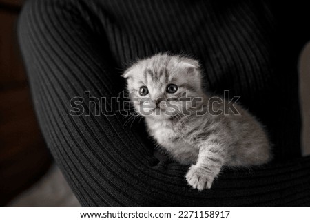 Small british shorthair cat in females hands. Scottish fold kitten. Pet concept. Copy space