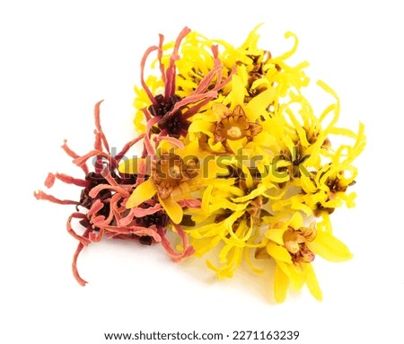Witch hazel and wintersweet flowers isolated on white background Royalty-Free Stock Photo #2271163239