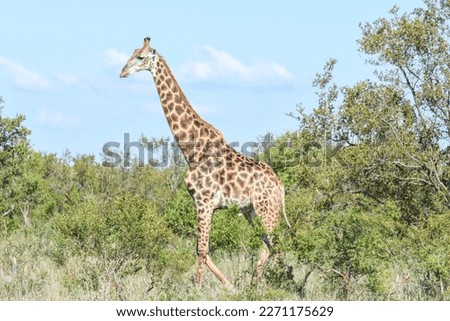 Giraffe of the Kruger national park in South Africa