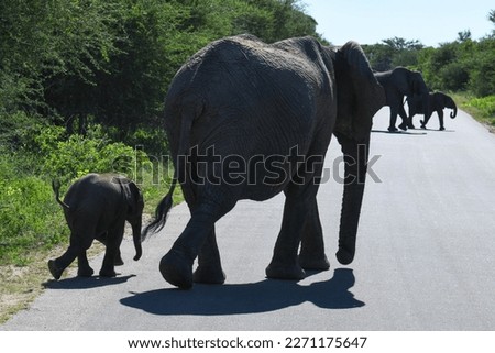 Elephants at the Kruger national park on South Africa