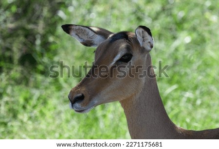 Close up of a gazelle at the Kruger national park in South Africa
