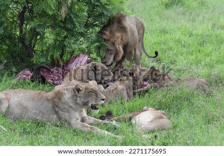 Lions with the remains of a buffalo on Kruger national park in South Africa