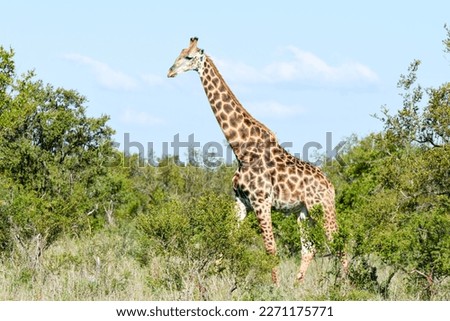 Giraffe of the Kruger national park in South Africa