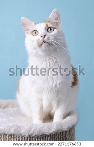 Cute longhair cat sitting on the scratching post and looking up curious. Vertical image.