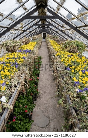 Old greenhouse with pansies flowers and plants. Glasshouse with dirty glass roof and walking path in botanical garden. Springtime, indoor garden concept. 